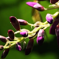 l-dopa-bean